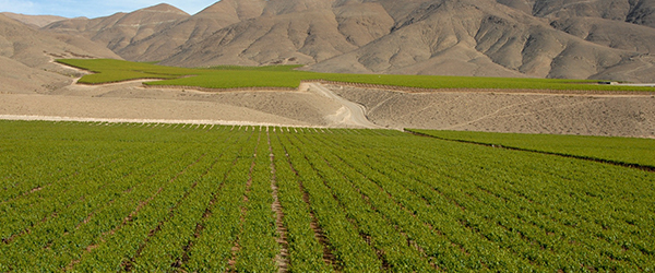 Bild eines Weingutes in Übersee